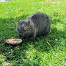 보라티비(주) | [호주] 브리즈번 - 오스트레일리아 주 Australia Zoo 방문후기, 팁