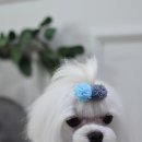 로이펫살롱 이미지