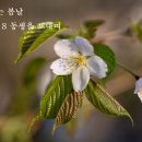 꽃피는봄날
