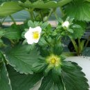 진성2농장 이미지