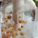 보브헤어(VOV)