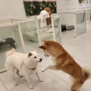 쿠이다르 | 용산 강아지호텔 시설 좋은곳 쿠이다르 :)