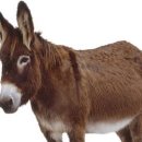 철상농장 이미지