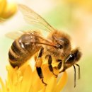 벌떼축산 이미지