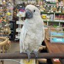 앵무세상 이미지