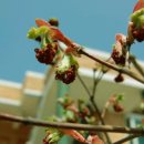 물안개농박 이미지