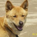 멍텅구리 이미지