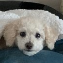 쪼쪼 이미지