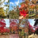 스팅 펜션 | 문경새재랑 단풍구경이 다한 2박3일 문경여행 _ 리앙스펜션, 문경새재, 푸른회식당 택배, 새재당, 문경...