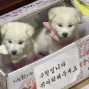 새지곡약국 | 사람눈 살자 사건
