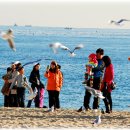 부산갈메기 이미지