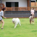 도그바이러스 이미지