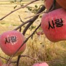 사과나무 이미지