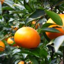 평안농장 이미지