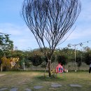 stadium of dogs 이미지