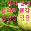 노니사랑