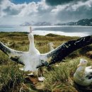 알바트로스 이미지