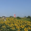 영성마을 주차장 근처 - 1650 | [경남/함안] 26.06.28 방문 | 함안 강주마을 해바라기 축제 방문 후기 (개화 현황, 주차장 등)