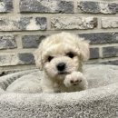 하이바이 분양소 이미지