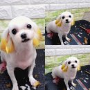 꿈꾸는 강아지 이미지