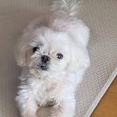 더나은동물병원 | 거제 24시더나은동물 병원에서 강아지 코 옆에 혹 제거 후기