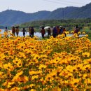 울산 태화강 십리대밭길의 봄소식 이미지