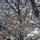 불광천변 | 2026 서울 벚꽃 명소 불광천 실시간 만개 상황 및 후기 벚꽃축제정보 포함