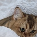 군산24시제일동물병원 이미지