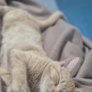 고양이 오메가3 야옹섬 고양이 신장 영양제 관리 후기