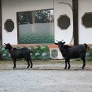 고궁민박 이미지