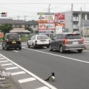 비둘기한국@ 이미지