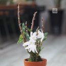 영난원 이미지