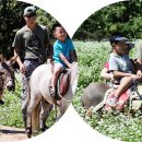 봉평메밀숲 이미지