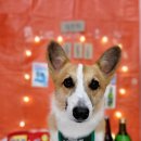 순수하개 이미지