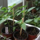 도촌 2농장 이미지