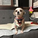 싸다구펫 이미지