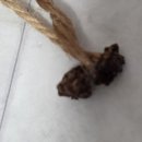 캔디캣 | 캣디피 고양이 입질 시기 냥캔디 후기