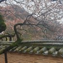 양지식당 이미지