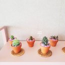 반려식물 다육토분 이미지