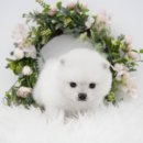 대구강아지분양 도로시펫 이미지