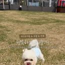 행복하게해줄개