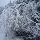 현지네 농원 이미지