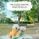 한강 산책 | 여의도 한강공원 스프링페스티벌 애견동반 산책 피크닉 후기