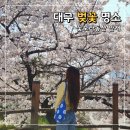 시청별관앞 꽃보라동산 | 대구 벚꽃 명소 꽃보라동산 실시간 상황 방문 꿀팁