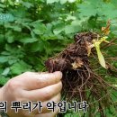 아토피에 사용하는 승마의 효능 조회수 2.4천회 4년 전 이미지