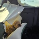 아우라자동차정비 | 월간도리일기(26.03)_강아지운동장,자동차극장,학의천산책,강원도속초,차박여행