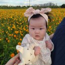 [일상] 대구 북구 금호강하중도 황하코스모스, 댑싸리 방문후기 및 근황 10월5일