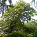 @ 인천공항에서 가까운 고즈넉한 산사, 영종도 용궁사 ~~~ (양주성금속비, 용궁사 수월관음도, 백운산) 이미지