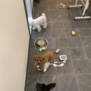 개미애견미용실 이미지