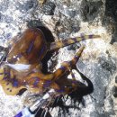 포구어가 이미지